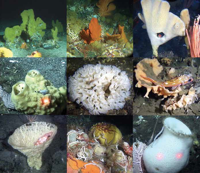 NOAA Fisheries