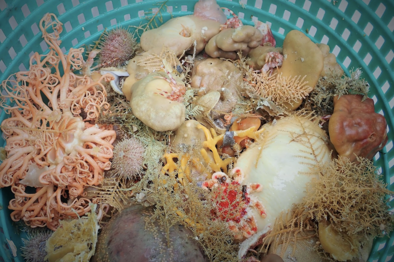 Diversas esponjas e outros invertebrados marinhos coletados durante uma expedição científica no Alasca. Crédito: NOAA Fisheries